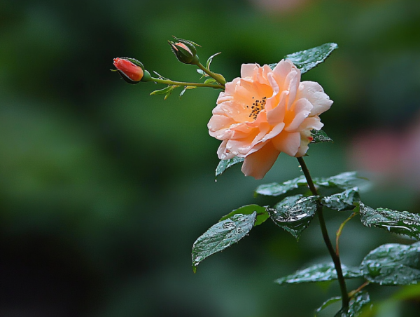 华力网 有远见的父母，不给儿女留钱财